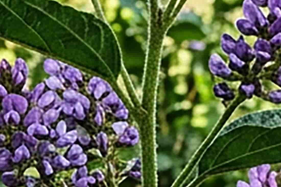 Picture of the green and violet colored Psoralea corylifolia plant.